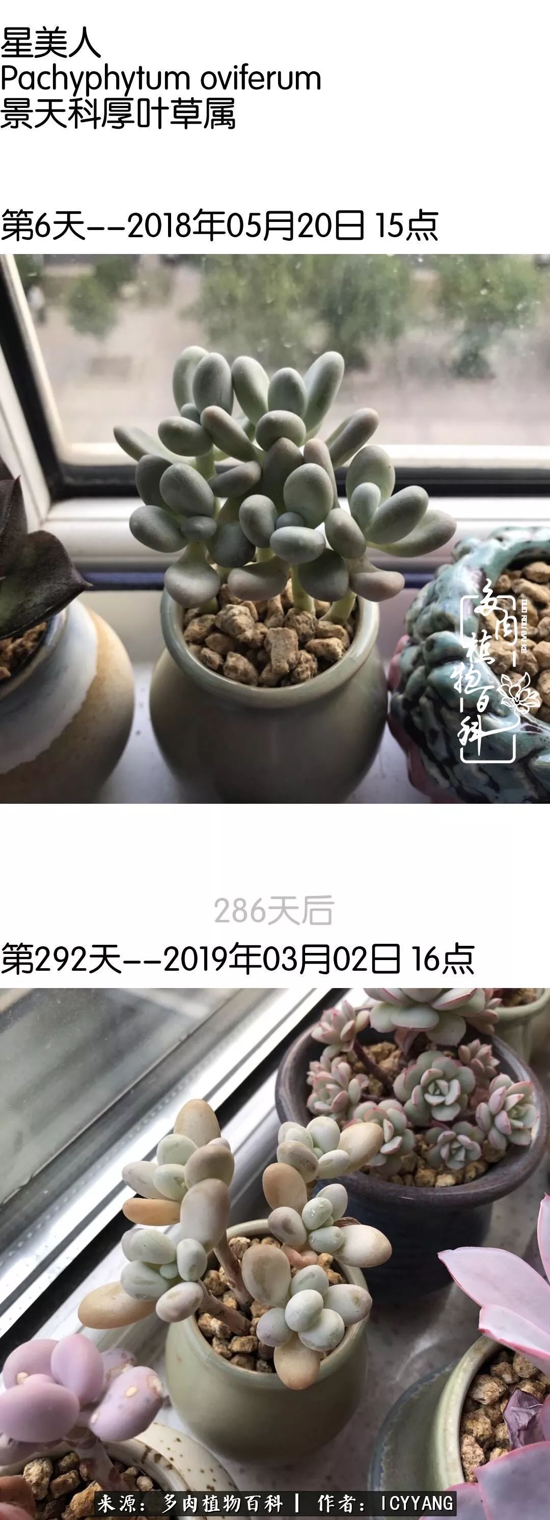 室内阳台多肉的养护方法,景天多肉养护