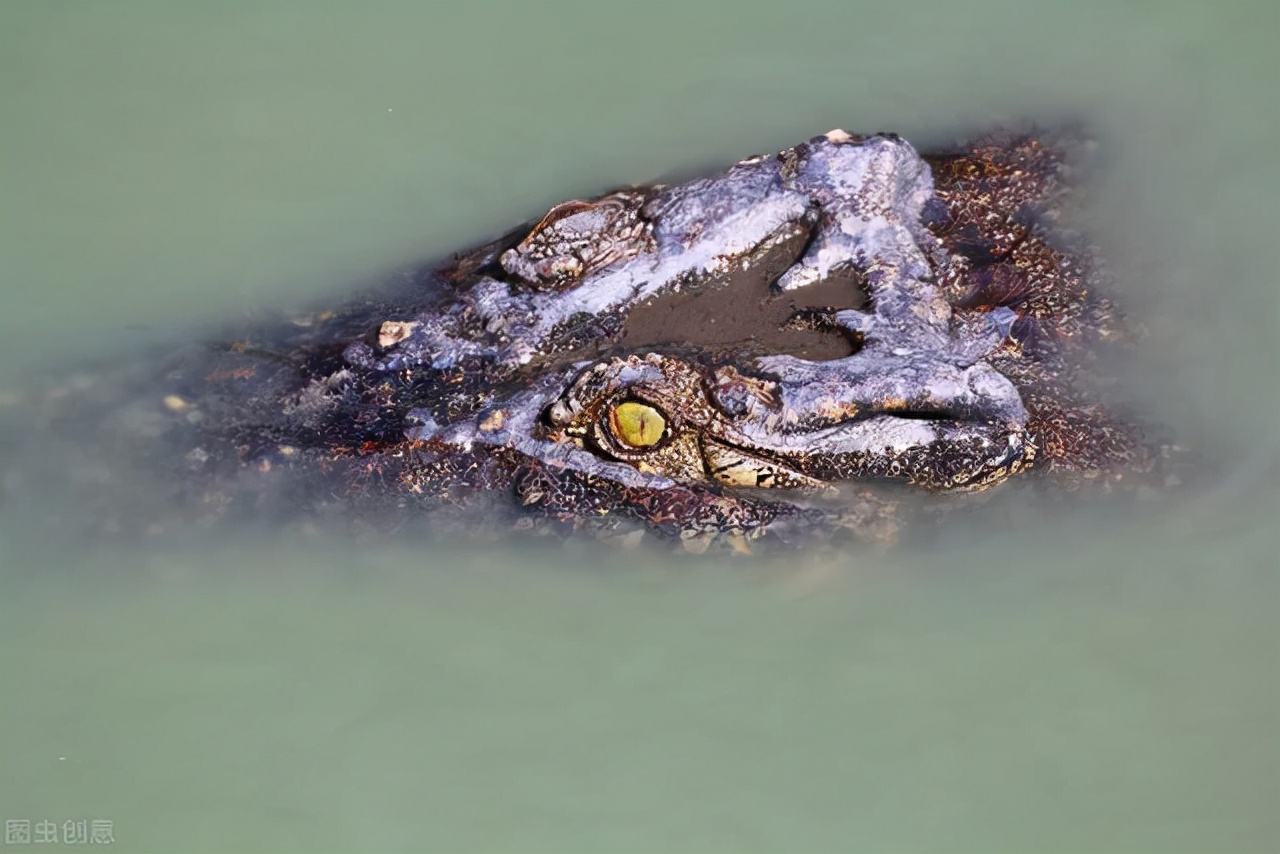 武安市放生鳄鱼抓住了吗,河北武安市放生鳄鱼