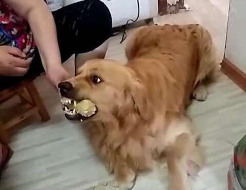 狗狗护食严重咬人怎么办,狗狗护食但是不咬人怎么纠正