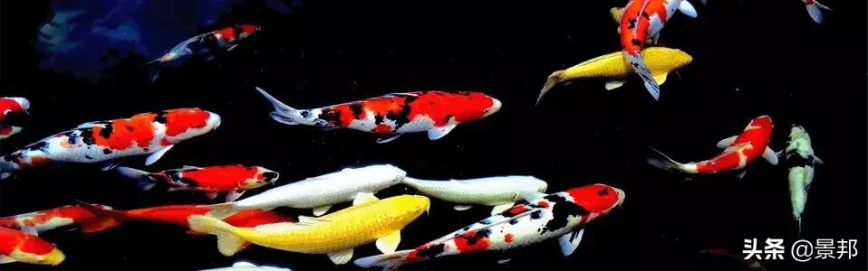 锦鲤鱼池过滤网用多少目的合适,全自动过滤系统锦鲤鱼池施工方案