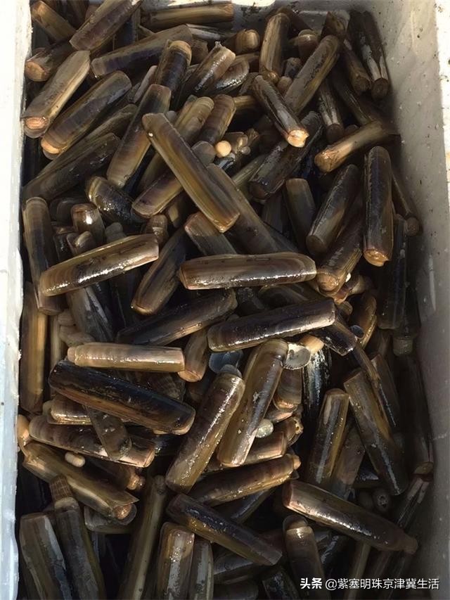 海边可以赶海吃住玩一体的农家院,秦皇岛黄金海岸牧海农家院