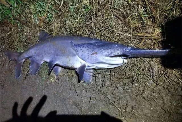 鸭嘴鱼在中国到底有没有,鸭嘴鱼入侵物种