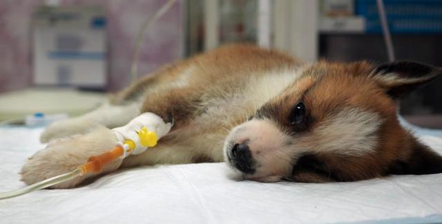 生肉喂狗有什么危害,狗狗能吃生肉和生骨头吗