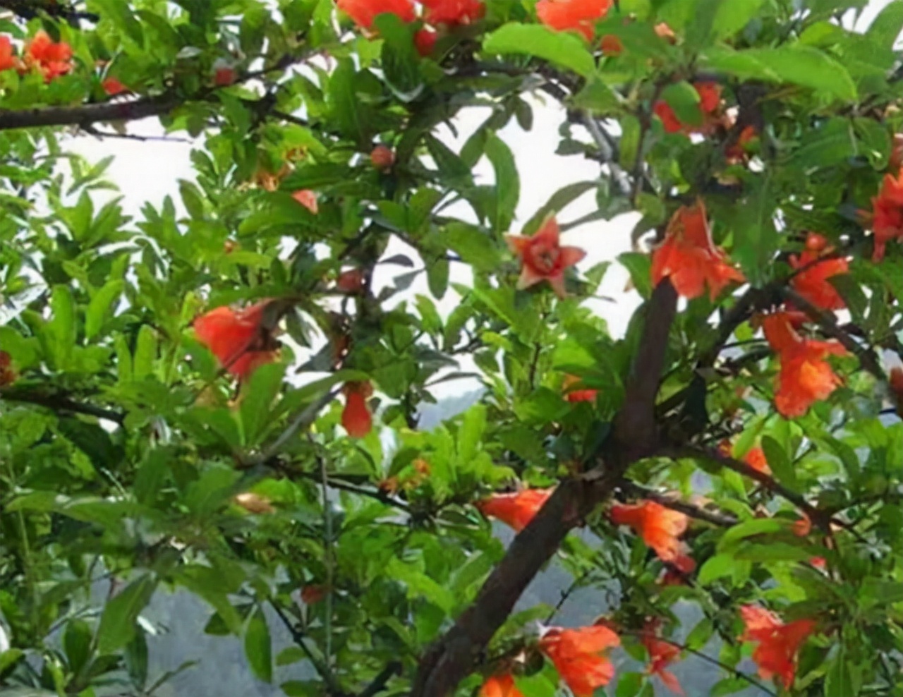 秋天吃石榴身体会收获5大好处,秋天吃石榴的利与弊