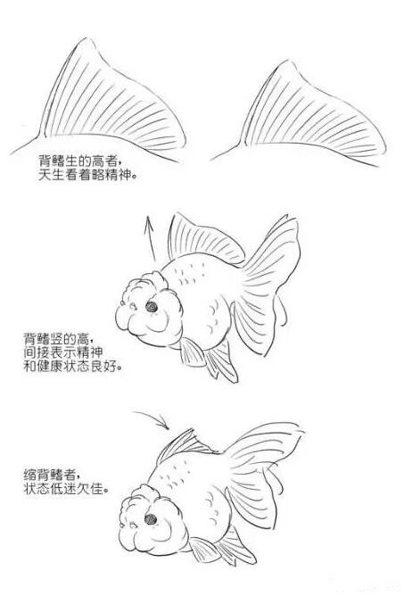 怎样挑选适合自己的金鱼,金鱼的种类及图解