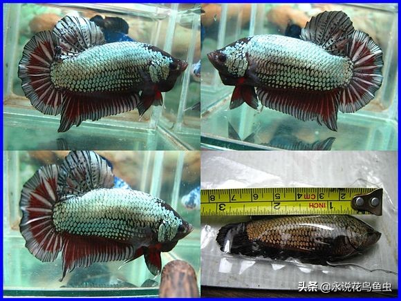 斗鱼哪个品种好养活,斗鱼品种哪个好养