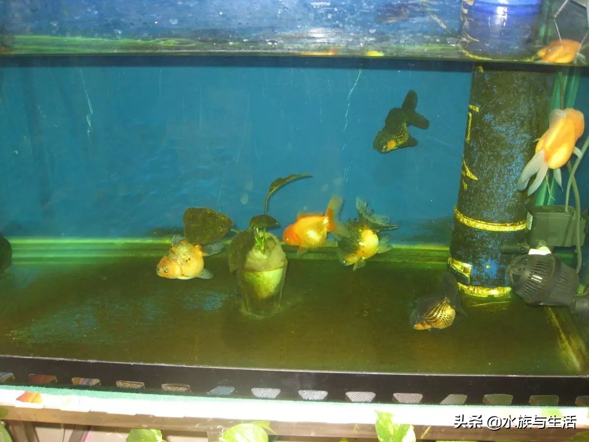 鱼缸中的清洁工最好的选择,鱼缸清洁工清道夫有作用吗