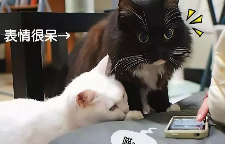 如何让猫咪喜欢上自己,可以让猫咪越来越喜欢你的秘诀