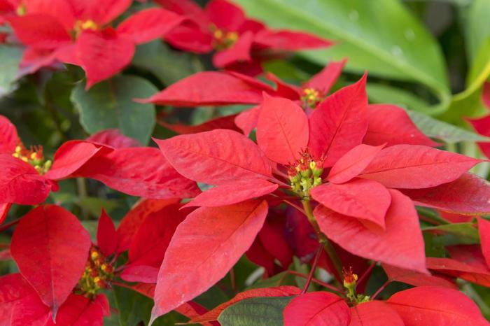 这9种花很常见可赏可吃可饮,秋天可以吃的十种花