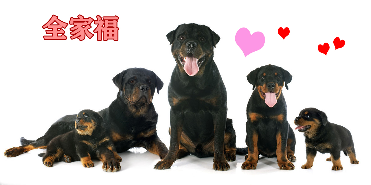 如何看出罗威纳犬是不是纯种 (罗威纳长嘴立耳是纯种的犬吗)