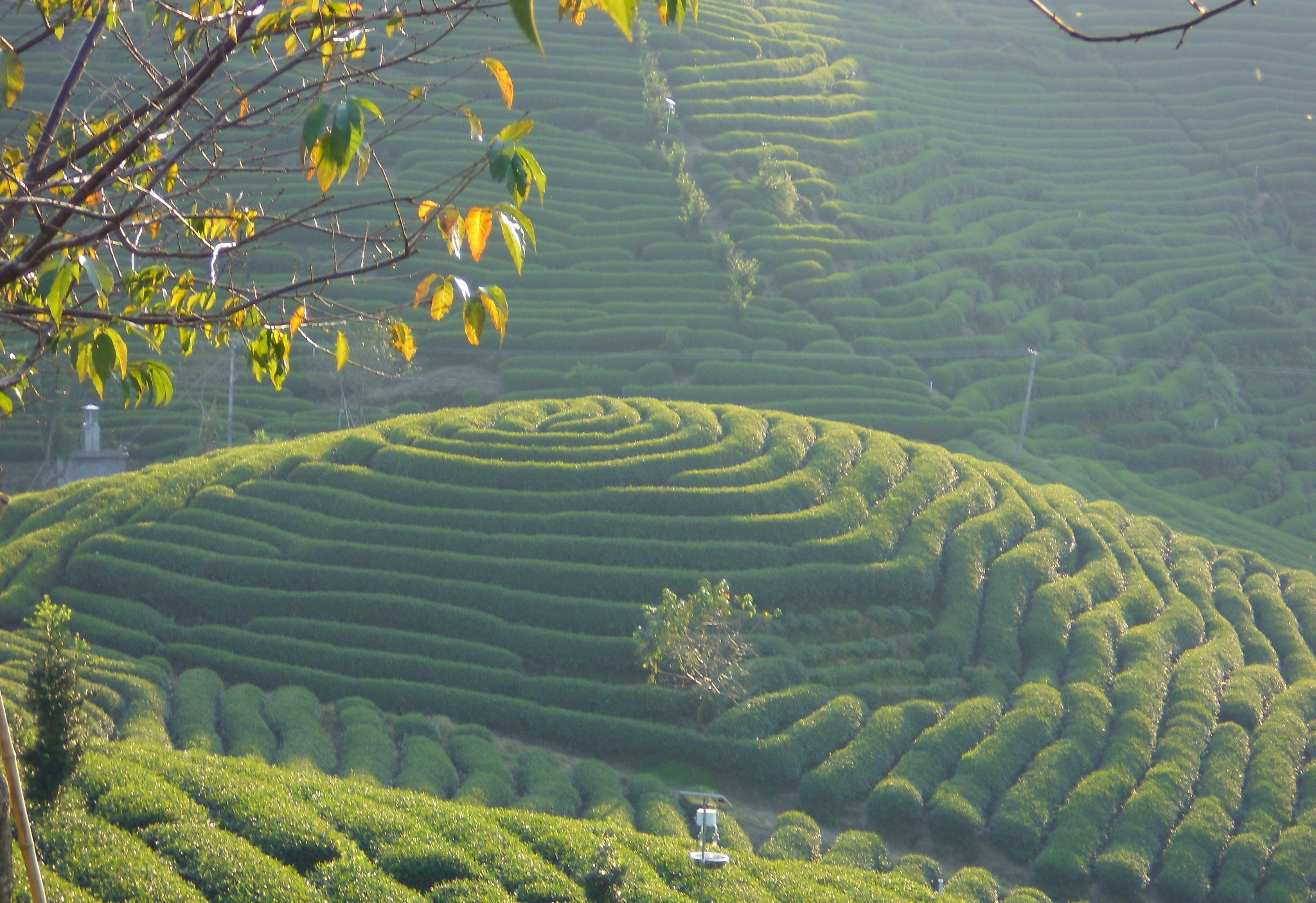 「漫茶记﹒评茶日志」源于福建的台湾青茶，其品质有何特点？