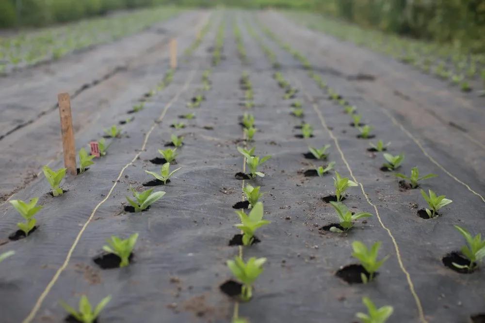十月花事丨花园覆盖地膜好处多：除草、保暖、保湿、防虫