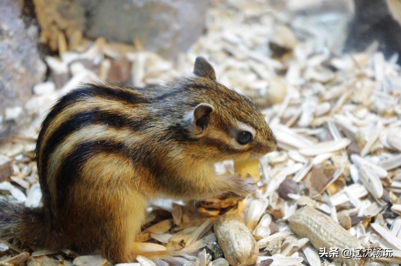 沈阳带小宝宝去的海洋馆,沈阳海洋馆欢乐海底世界