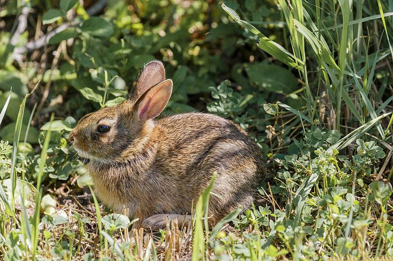 养殖母兔需谨防母兔空怀死胎,养兔中的问题
