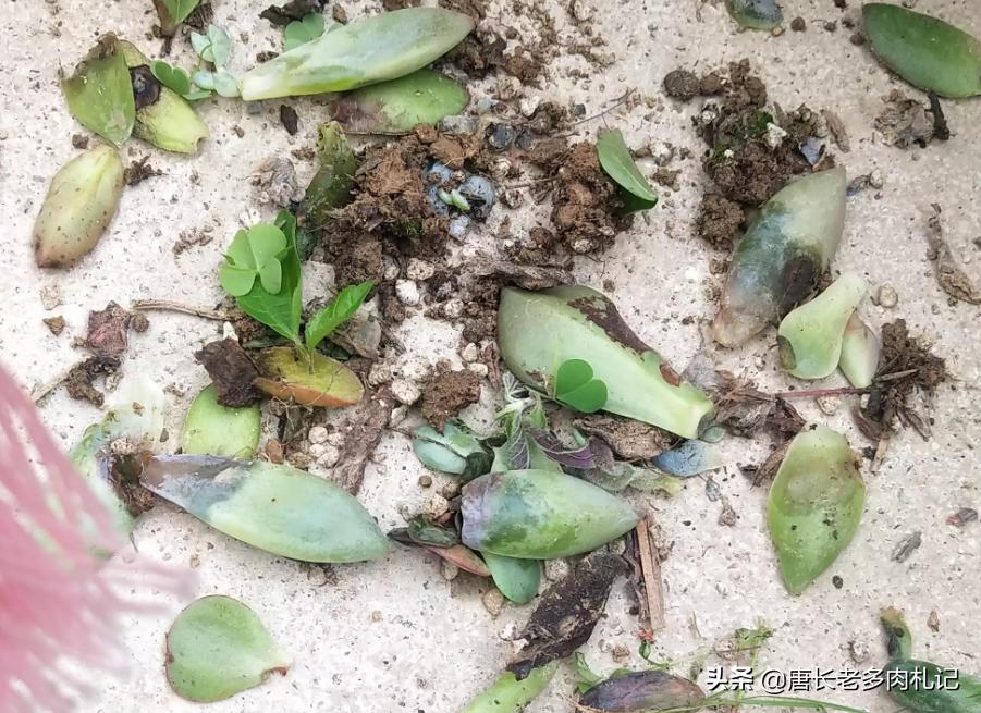 多肉乌木烂叶片怎么办,多肉移盆烂叶