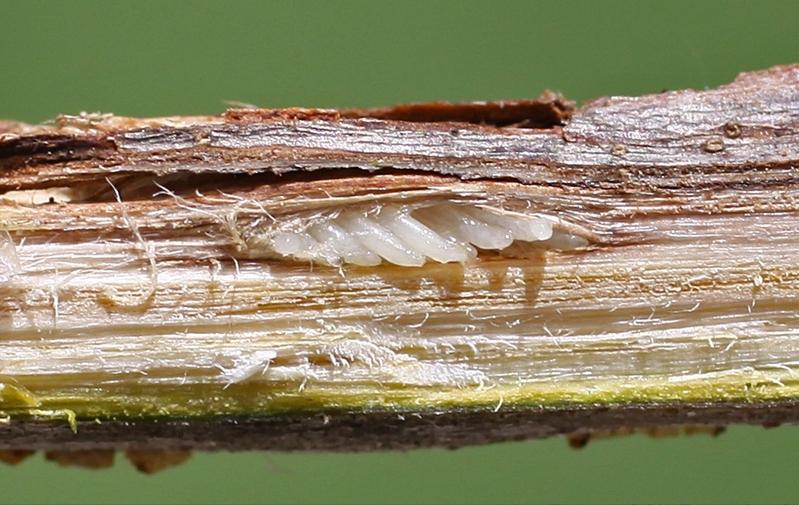 滴落在头上的不一定是雨，还有可能是尿？无毒无害，但不可食用