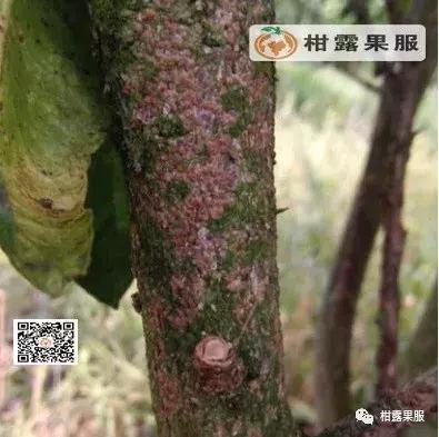 柑橘的常见病虫害和预防方法,柑橘新叶卷曲是什么虫害如何防治