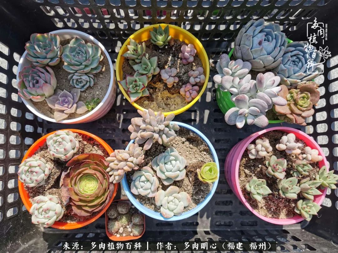 唯美雅致意境飘逸的多肉,蝶舞悠然多肉视频