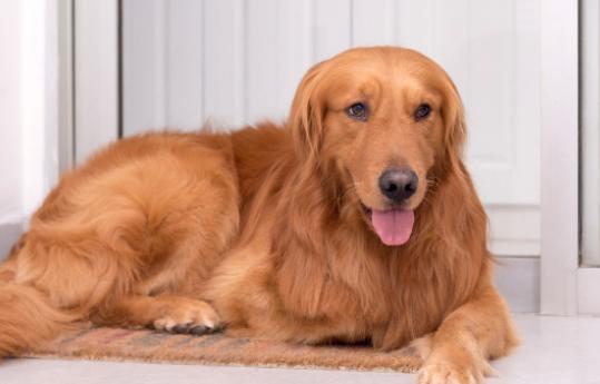 孩子对狗毛过敏还能继续养狗吗,狗毛过敏适合养什么狗