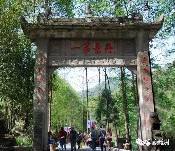 五朵金花组团出战,五朵金花齐聚的时候