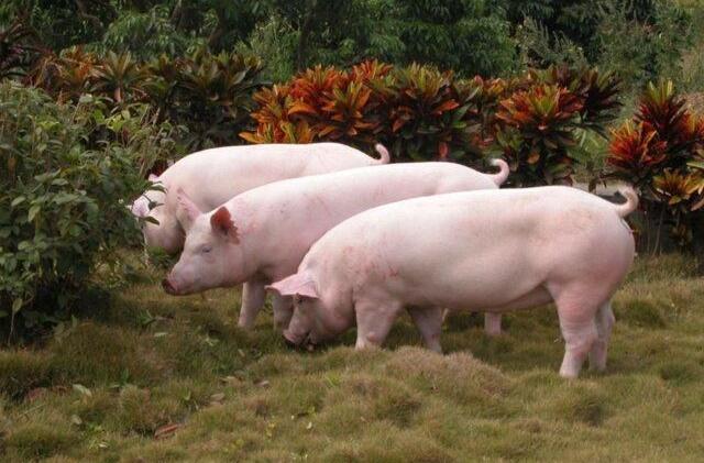 猪场检测母猪怀孕位置,猪场母猪查情总结