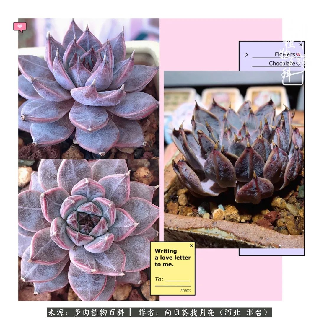 耐高温适合露养的多肉,冬日的露养多肉