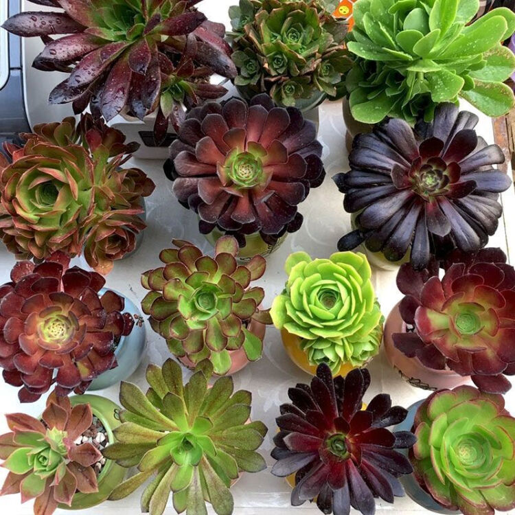 这8种花你不要乱浇水,新手种花品种推荐