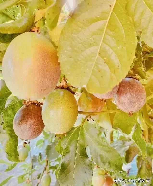 大自然打翻了调色板的唯美句子,烟台自然景点