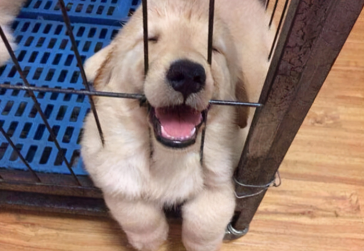 老祖宗选狗方法,挑选好狗最简单的办法