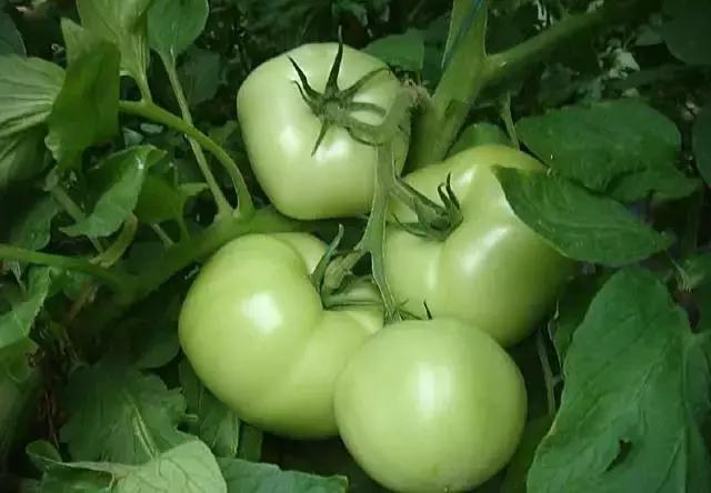 什么菜是有毒的但老百姓都在吃,浙江人警惕这3种菜有毒千万别吃