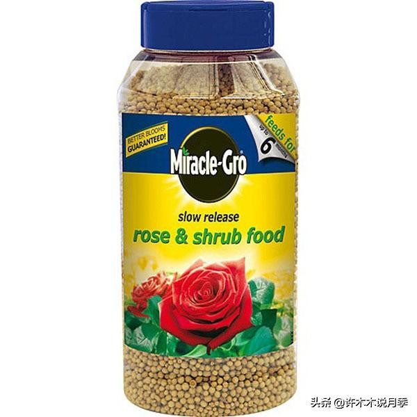 不耐晒的月季夏天怎么办,盆栽月季严重晒伤脱水怎么救