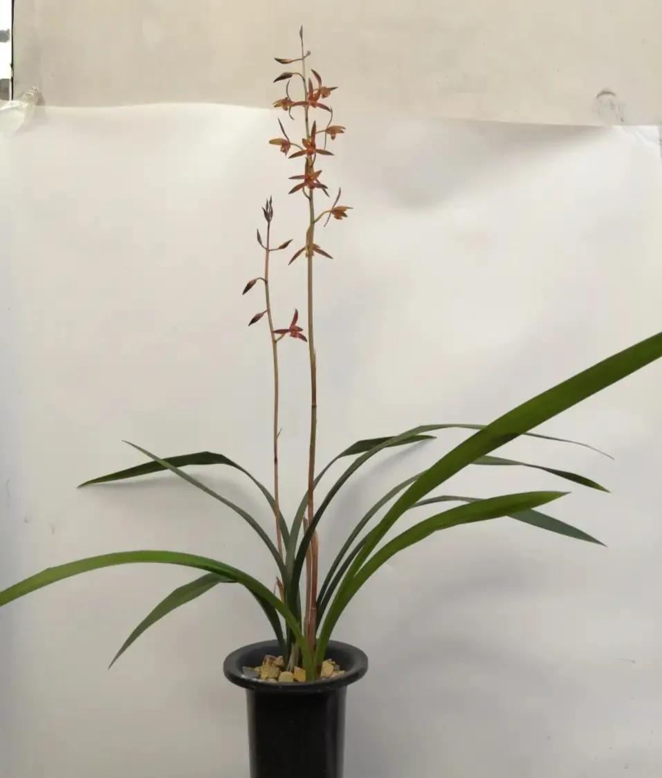 十大值得养的兰花有哪些,适合家庭养的兰花品种大全图