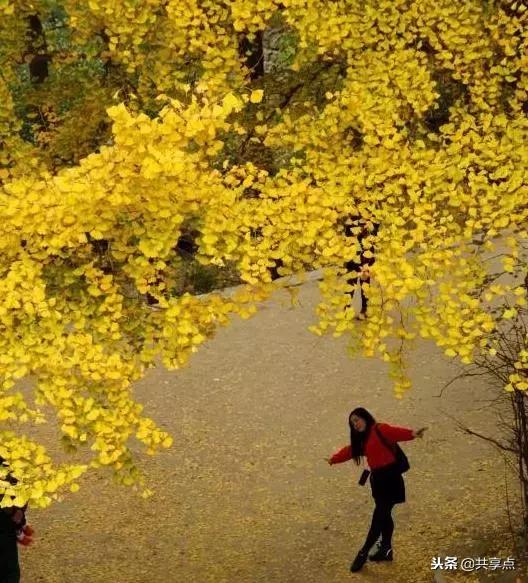 辉县白云寺国家森林公园好看吗,从获嘉县城到辉县白云寺怎么走