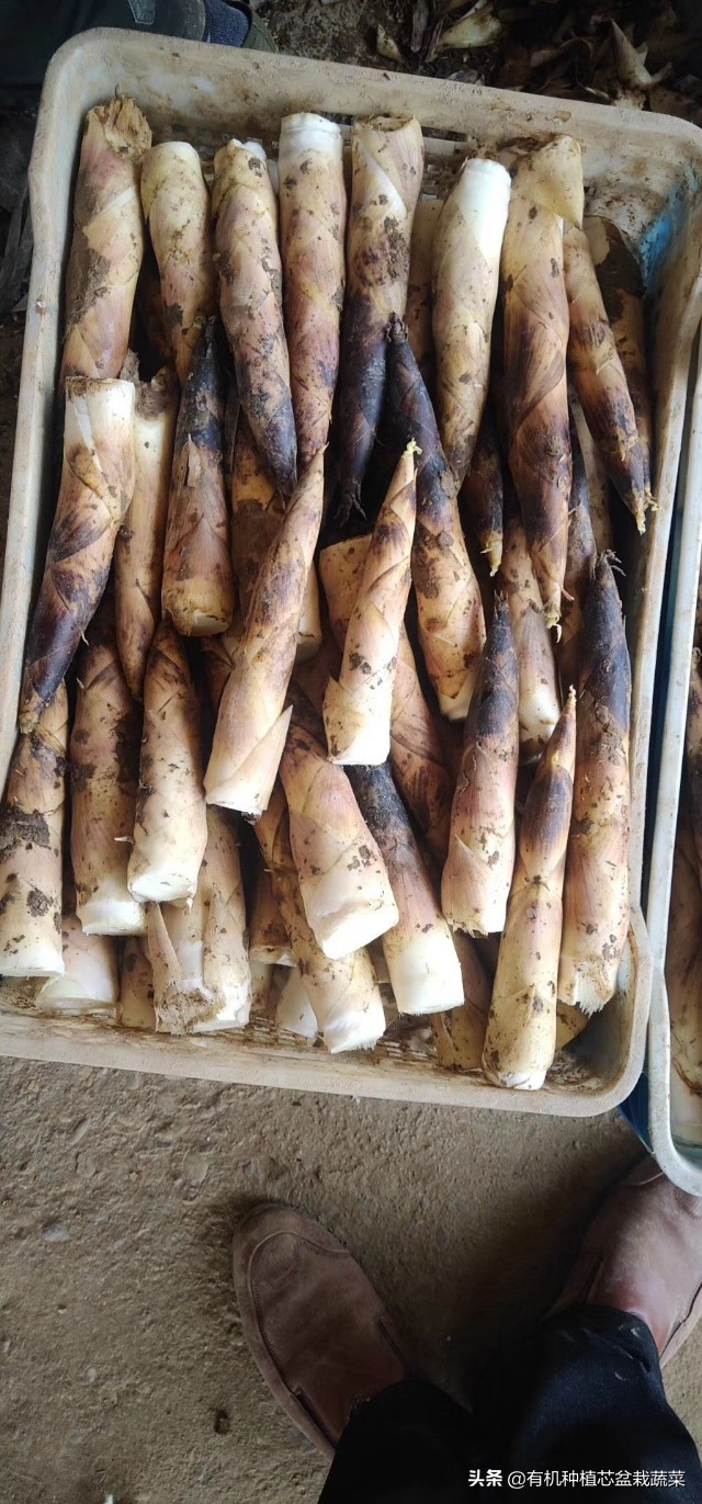 古今名人谈吃笋,挖掘春笋美食文化、打造特色主题餐厅