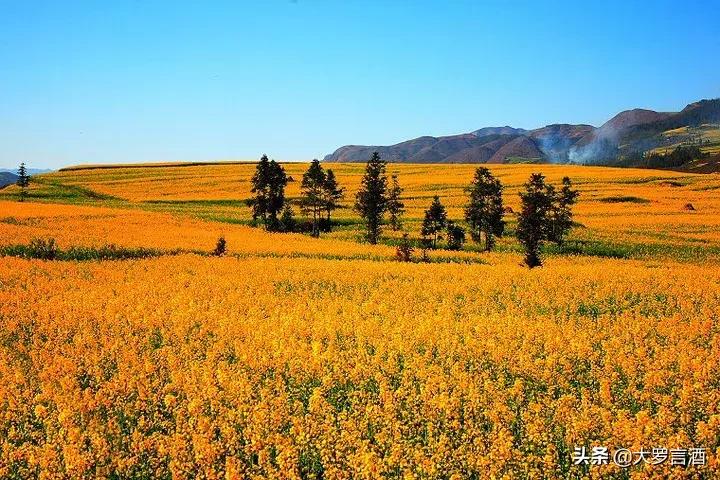 罗平彝家酒歌,罗平三杯酒