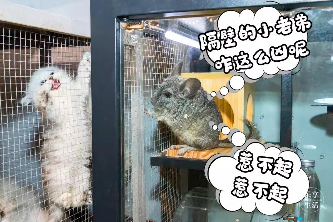 39.9元羊驼,羊驼门票抖音团购