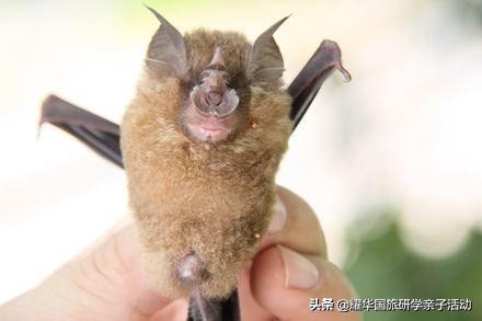 蝙蝠、蛇、水貂:新型冠状病毒来源之谜