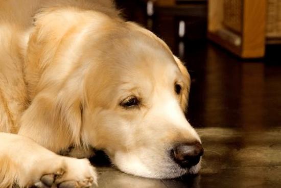 狗狗“发情”如何鉴定?这几点主人要知道