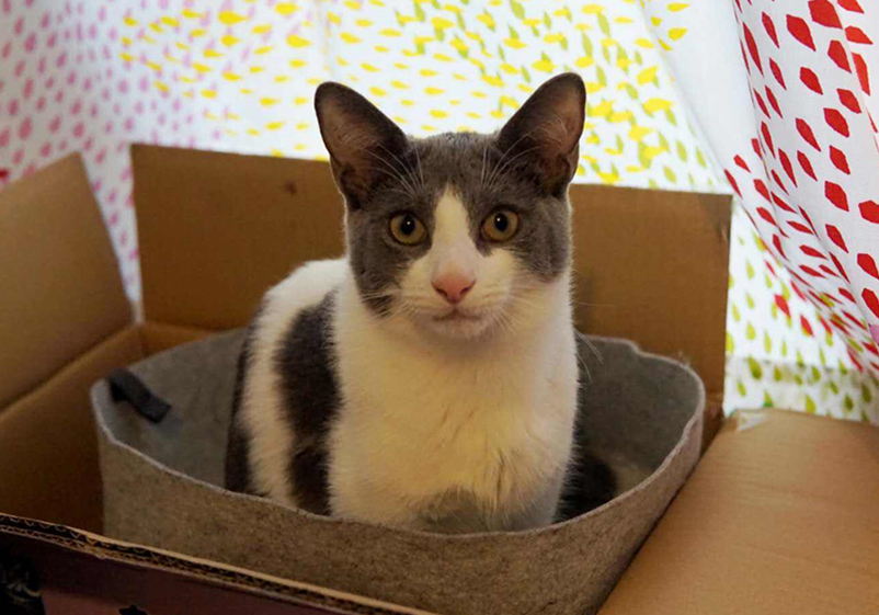 猫咪毛发会因为长大改变,猫咪秃头怎么回事