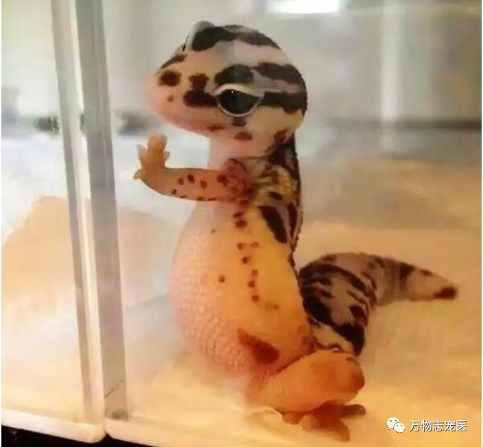 新宠到家笼养几天,新手饲养守宫必备什么品种