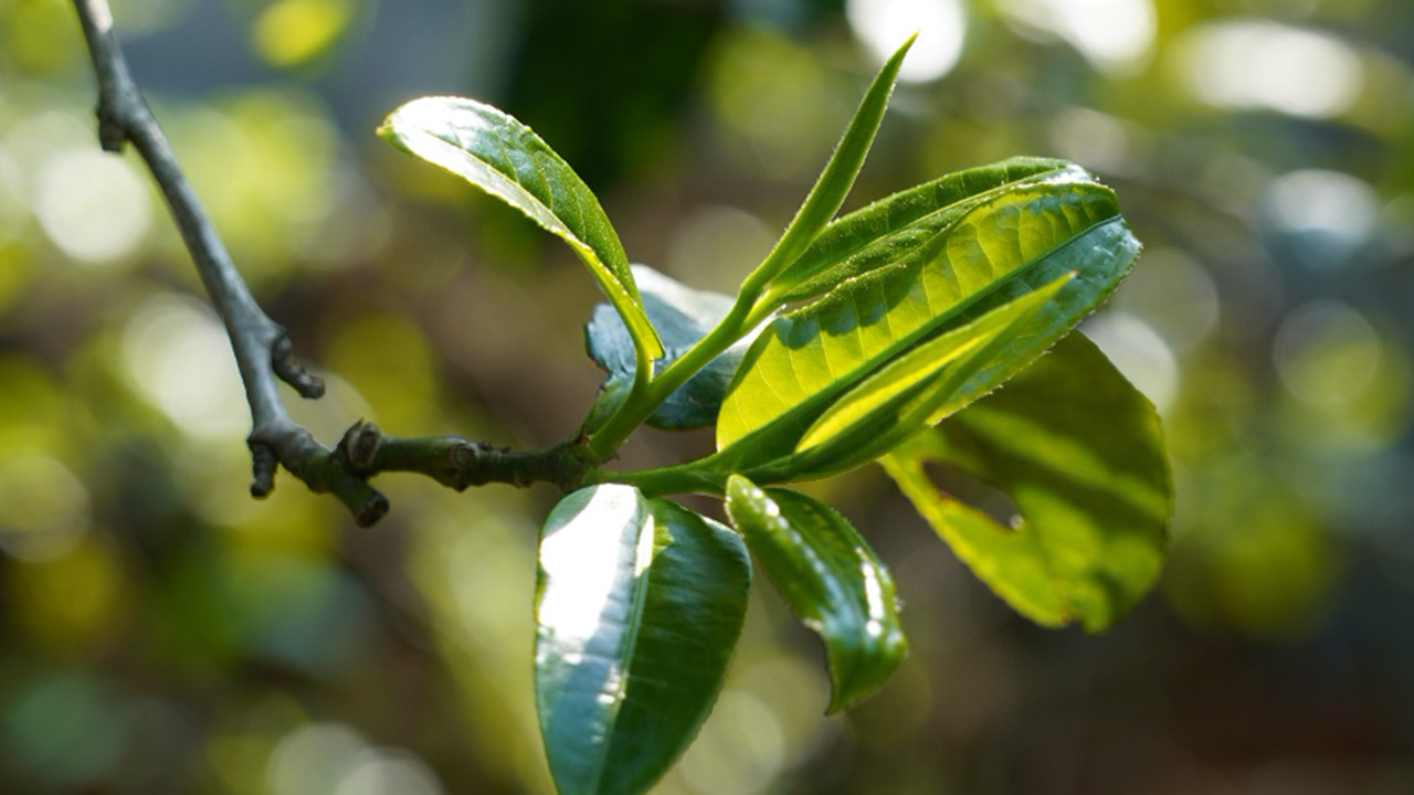 云南普洱茶十大高端茶排名,云南普洱茶滑竹梁子古树茶