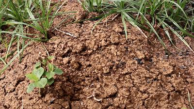 如果遇到红火蚁应该如何自救,红火蚁入侵要小心专家帮你划重点