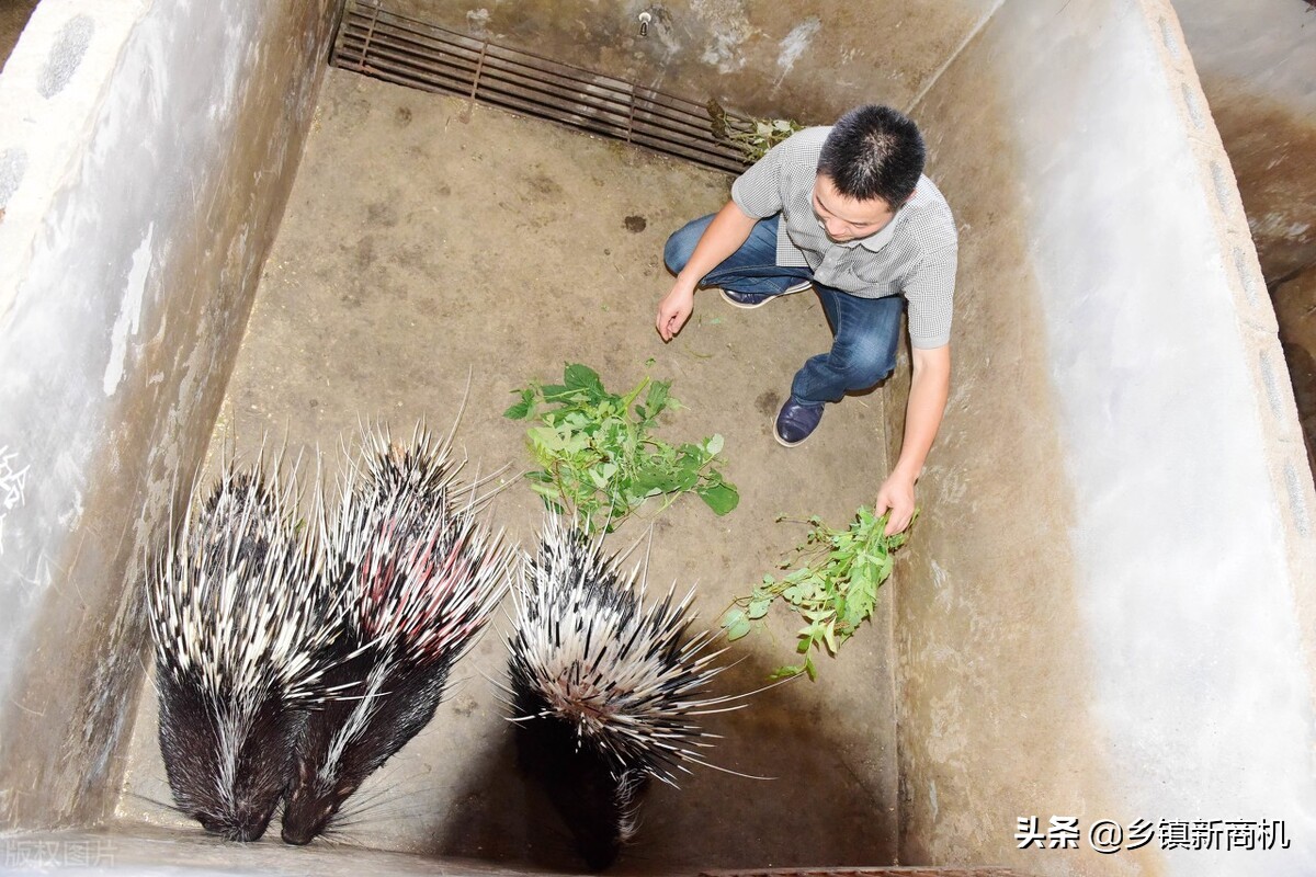 2022最好的农村养殖创业项目,广东大学生返乡下发展养殖