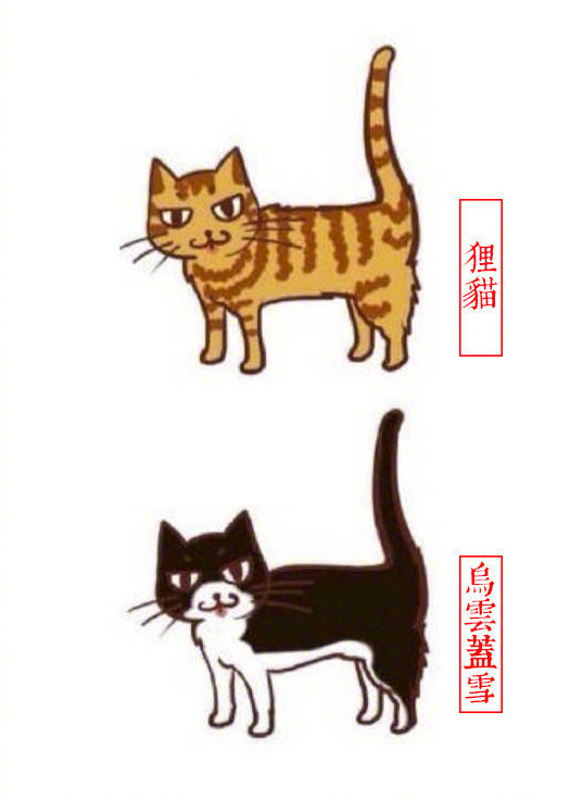 黄狸花猫咪名字,猫咪老师的花名有哪些