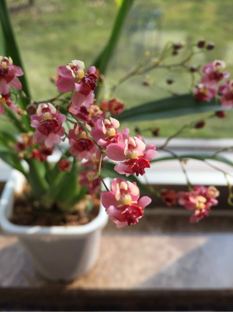 室内暖棚养花怎么养活,温度太高养花瘪了