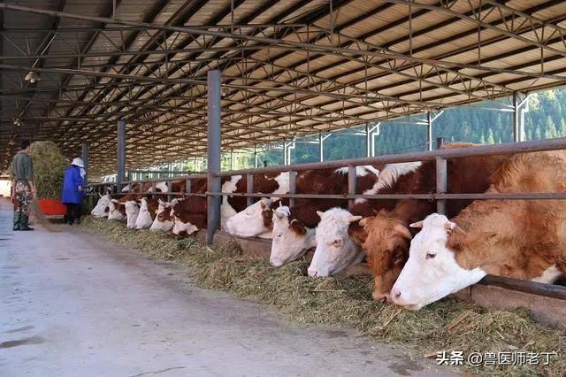 牛羊口蹄疫病,牛羊口蹄疫发病原因及治疗