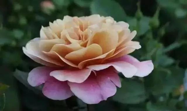 玫瑰花有哪些品种,玫瑰花有哪些品种大全