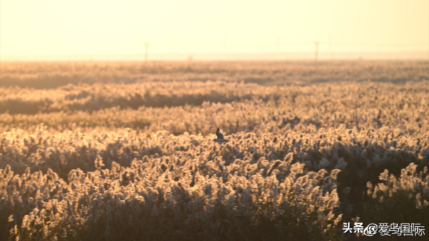 尼康z9有希望更新人像模式吗,尼康z9为什么适合打鸟