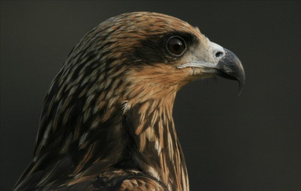 南京上空出现老鹰了吗,南京滨江上空近千只老鹰盘旋飞舞