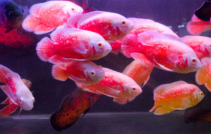 地图鱼如何繁殖,黑地图鱼繁殖吗